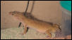 Chaquita a day after laying and 3 days before