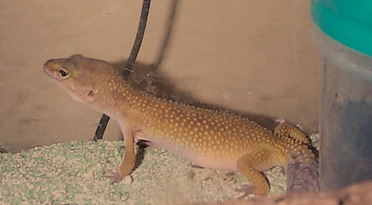 Chaquita a day after laying and 3 days before