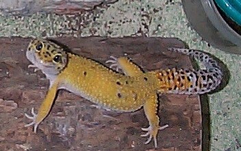 Leo