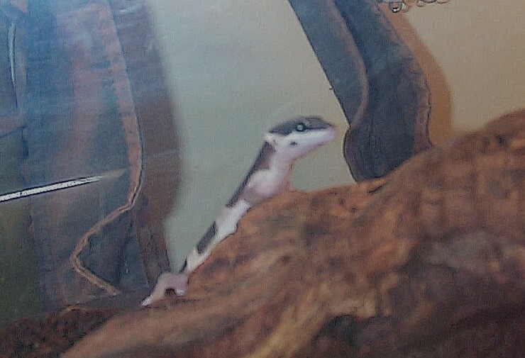 profile