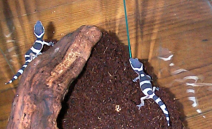 My babys together