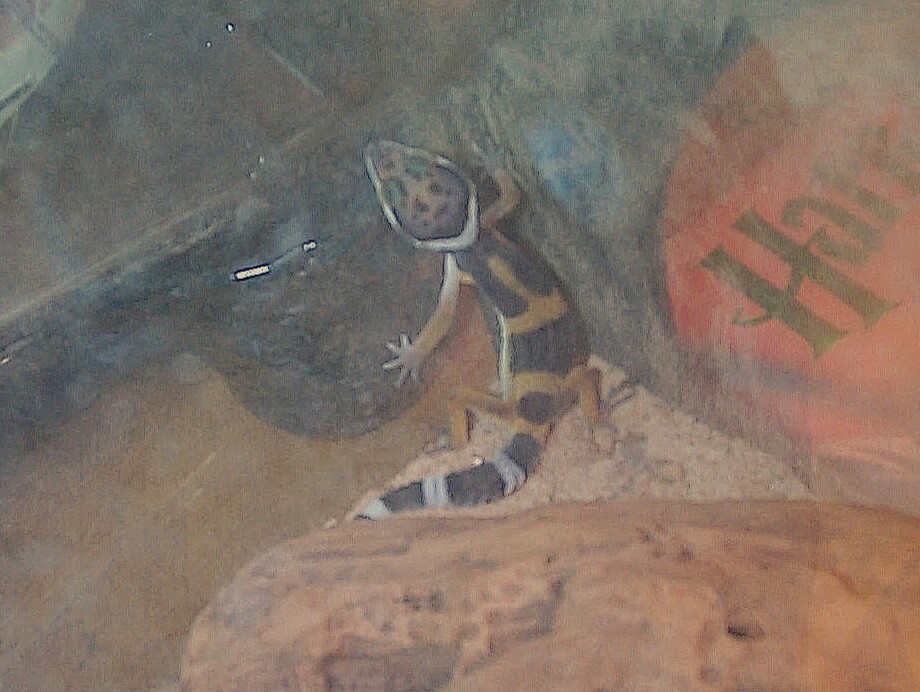 Leo as a baby