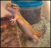 This is Fat Leo