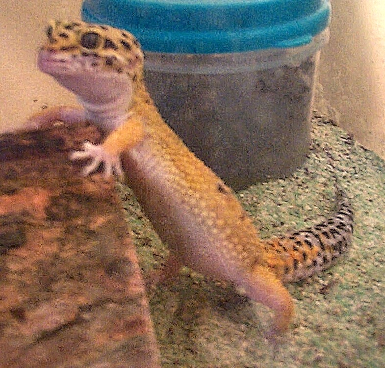 This is Fat Leo