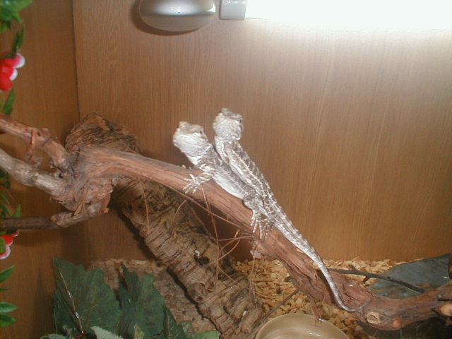 Beardies