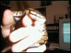 Royal Python