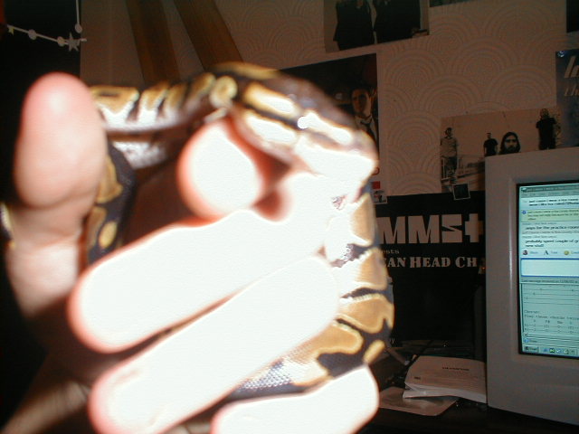 Royal Python