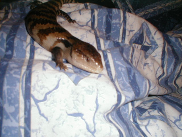 Blue Tongued Skink