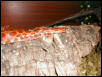 Corn Male
