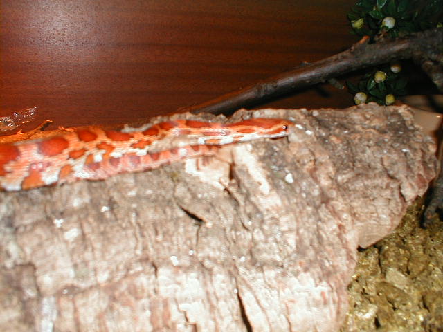 Corn Male