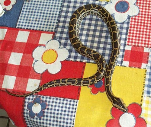 Male Burmese