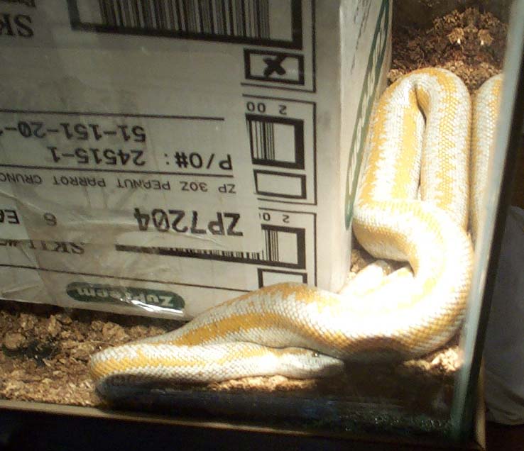 So. Cal. Rosy Boa
