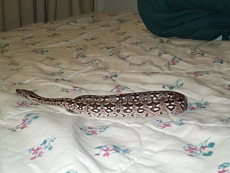 High Pink Dumeril's Boa