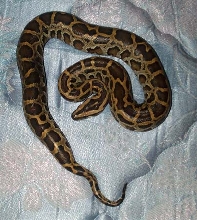 Female Burmese