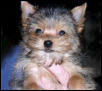 Molly 12 weeks