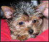 Molly 10 weeks