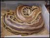 Striped Female Red Blood in nest box