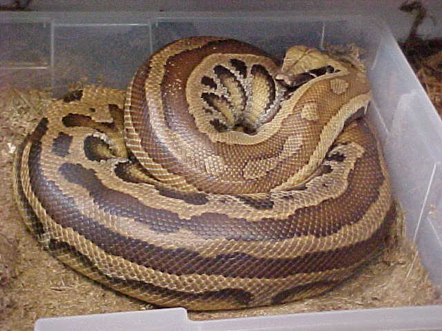 Striped Female Red Blood in nest box