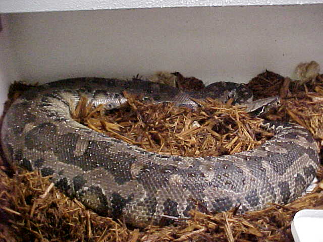 Adult male Black Blood