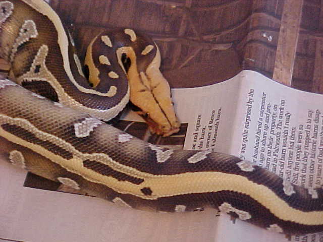Male 2001 Borneo