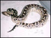 2001 female Black Blood