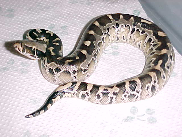 2001 female Black Blood