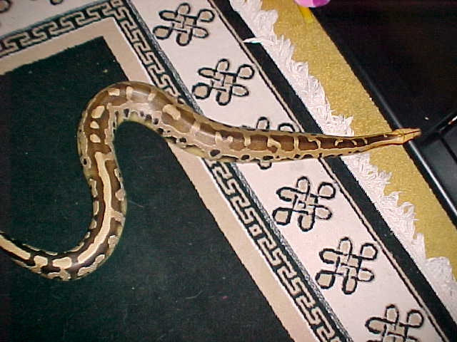Adult female Borneo Blood