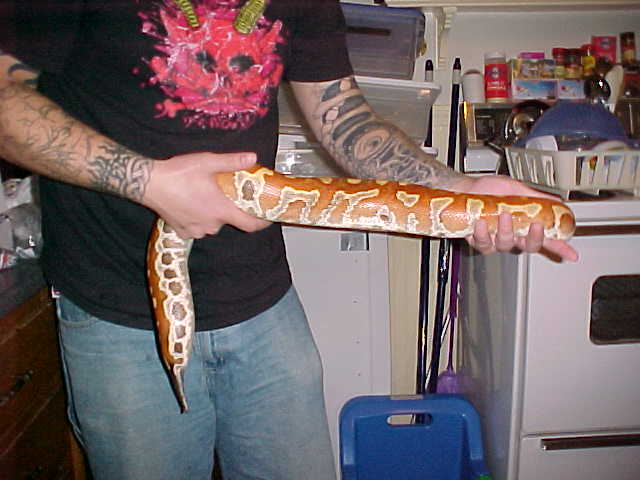 Female Sumatran Red Blood
