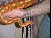 Female Sumatran Red Blood