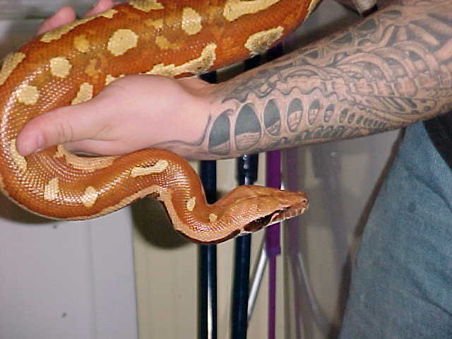 Female Sumatran Red Blood