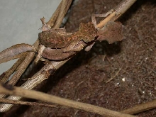 mating phantasticus