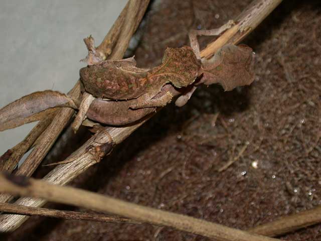 mating phantasticus