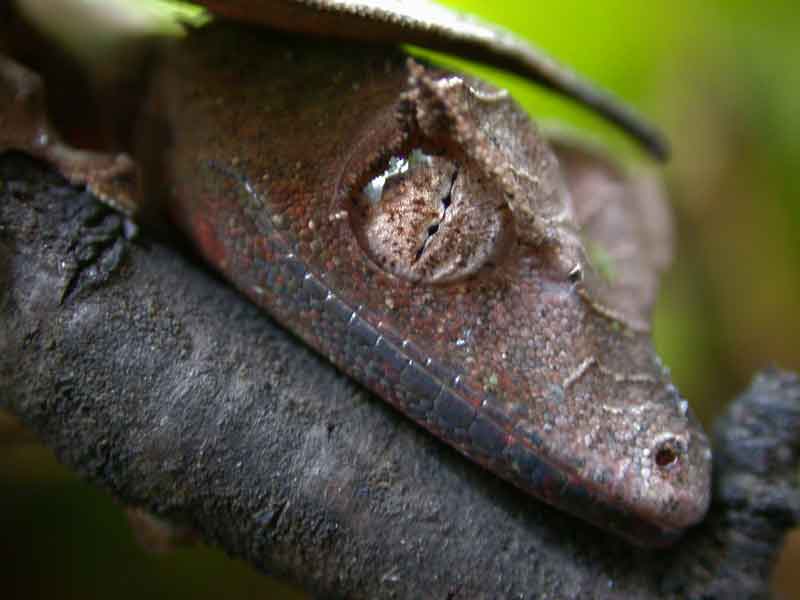 Uroplatus