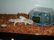 Shedding