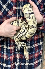 Ghost Pastel Ball Python and tank for sale