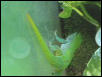 Phelsuma m. madagascariensis
