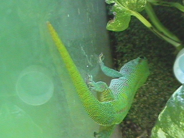 Phelsuma m. madagascariensis