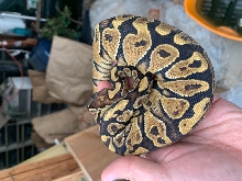 Nguyen Ball at 3 months old
