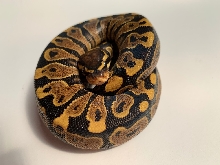 Nguyen Ball Python
