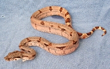 Hypo 4 (after Shed)