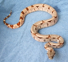 Hypo 5 (after Shed)