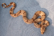 Hypo 7 (after Shed)