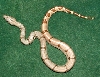 Hypo 2
