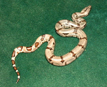 Hypo 4