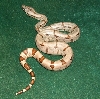 Hypo 5