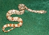 Hypo 6