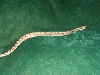 Hypo 7