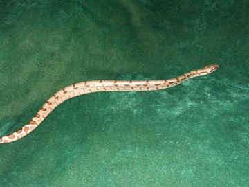 Hypo 7