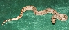 Hypo 8