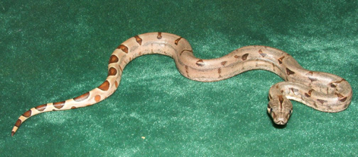 Hypo 8